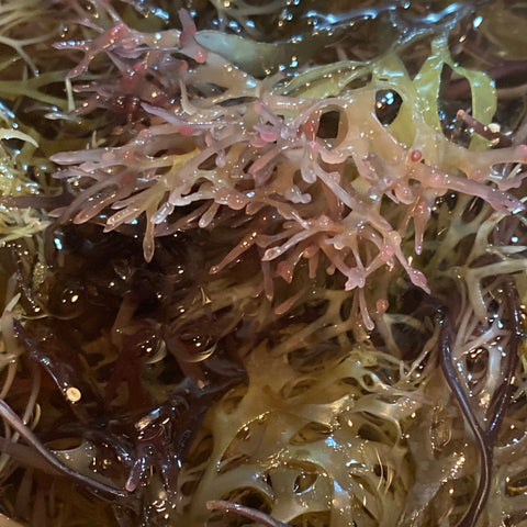 Raw Purple Chondrus Crispus Sea Moss